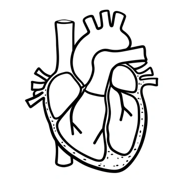 A detailed cross-sectional illustration of the "human heart" prominently featuring the "four chambers" labeled clearly. Each chamber is depicted with its respective "valves" visible, showcasing the "right atrium," "right ventricle," "left atrium," and "left ventricle." Arteries and veins connecting to the heart are illustrated, including the "aorta" and "pulmonary arteries." The overall structure is anatomically accurate, providing a comprehensive view of the heart's internal components.