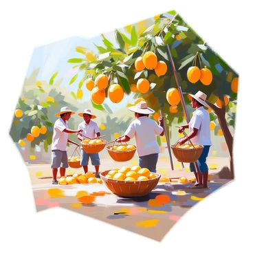 A group of workers harvesting bright yellow mangoes in a lush orchard. The workers are wearing light-colored clothing and straw hats to shield themselves from the sun. They are climbing ladders and using long poles with picking baskets to collect the ripe mangoes from the trees. The trees are full of green leaves, with clusters of mangoes hanging prominently. The ground is covered with fallen fruits, and the sun casts dappled shadows through the branches, creating a vibrant scene of agricultural activity.