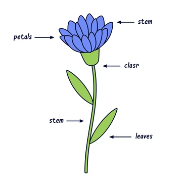 A pencil sketch of a cornflower with delicate petals and a slender stem. The flower features multiple vibrant blue petals that are slightly curled at the tips. Beneath the flower, the green stem is thin and elongated, with a few slender leaves extending from it. Detailed annotations surround the cornflower, labeling the "petals," "stem," and "leaves," each neatly marked with arrows pointing to the respective parts of the flower.