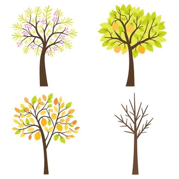 Mango tree