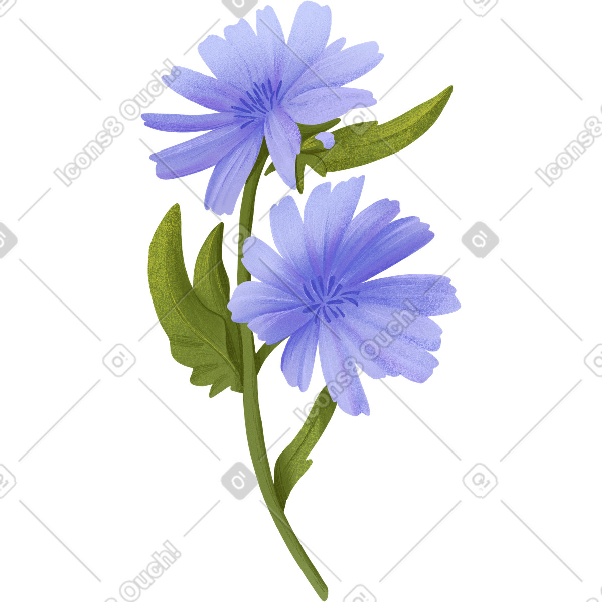 Blue cornflowers illustration in Floral style download in PNG, SVG