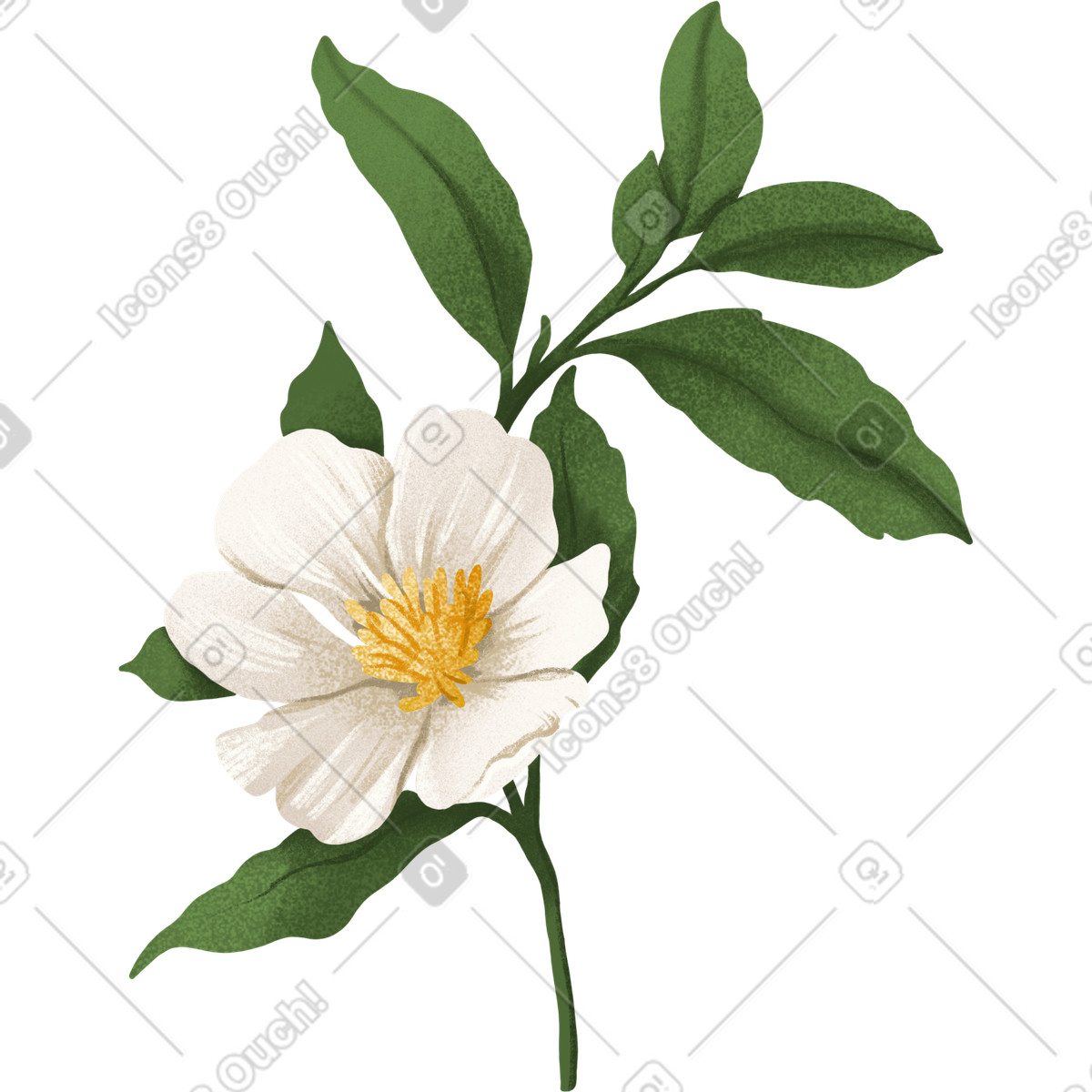 Ilustración Flor de rosa mosqueta blanca en tallo con hojas estilo Floral a descargar PNG y SVG