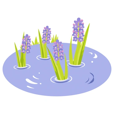 Hyacinth