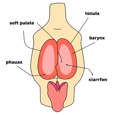 A visual connection between tonsils and other parts of the throat, highlighting their interactions.