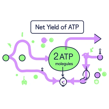 A visual representation of glycolysis metabolic pathway. In the center, a series of arrows illustrate the flow of reactions leading to the production of ATP. At the top, a label "Net Yield of ATP" is prominently displayed. Below, a numerical representation shows "2 ATP molecules" depicted inside a green outline circle. Additionally, various intermediate metabolites are displayed along the pathway, represented by small shapes, each labeled with their names. The overall structure reflects the sequential nature of the glycolytic reactions.