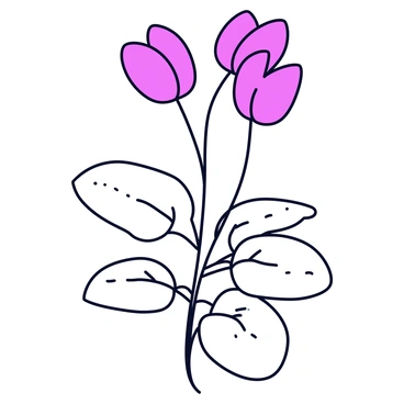 A monochrome illustration of a cyclamen plant, highlighting its unique form and structure. The plant features heart-shaped leaves with distinct veining, arranged in a rosette pattern. At the center, there are slender stems supporting vibrant, upward-curving flowers with five petals. Each petal has a slightly curved shape, giving a delicate appearance. The illustration captures the intricate details of the leaves and flowers, emphasizing their natural beauty.