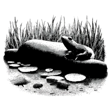 A frog sits on a smooth rock at the edge of a pond. The frog has a glossy body and is looking intently at the water. The surface of the pond is calm and reflects the surrounding elements. Below the water, various fish swim gracefully, their shapes clearly defined. The water is clear, allowing for visibility of the fish and the sandy bottom beneath. The scene is framed by tall grasses and lily pads, creating a natural and tranquil environment.
