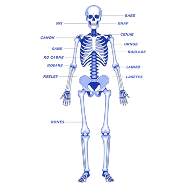 A detailed anatomy diagram showcases the human skeletal system. The diagram prominently displays a full-length human skeleton in an upright position. Each bone is accurately represented and labeled, including the skull, vertebrae, rib cage, pelvis, and limbs. The diagram features a clear layout that allows for easy identification of each bone. The names of the bones are written in precise, easy-to-read font, positioned next to their corresponding skeletal structures. The background is plain to enhance the visibility of the skeleton and labeling.