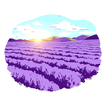 Expansive lavender fields basking in the soft light of early morning