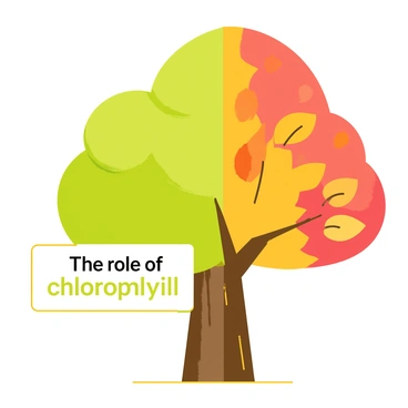 An illustration of a large tree transitioning from vibrant green leaves to rich autumn colors. The left side of the tree displays lush green foliage, while the right side showcases leaves in shades of orange, red, and yellow. Below the tree, a text bubble contains the phrase "The role of chlorophyll" in bold letters. The background features a soft gradient representing a seasonal change from summer to autumn.