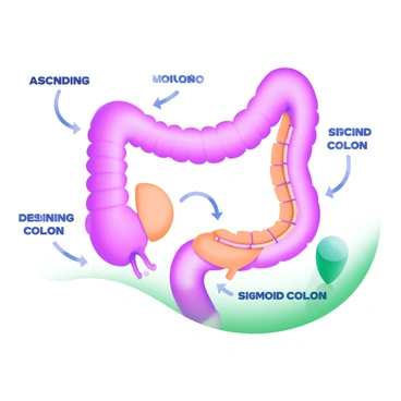 A modern pastel illustration of a detailed anatomical diagram of the colon. The colon is depicted in a light, soft color palette, showcasing the different sections such as the ascending colon, transverse colon, descending colon, and sigmoid colon. Each section is clearly outlined and labeled in a readable font. Arrows are used to point towards the labels, emphasizing the various parts of the colon. The background remains unobtrusive, allowing focus on the anatomical features and labels.