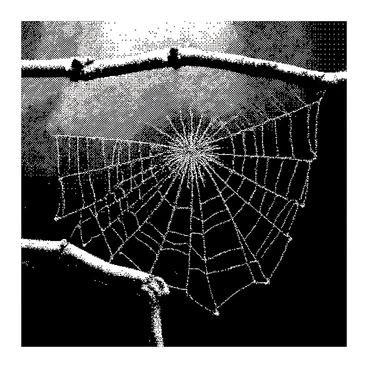 An intricately designed spider web is stretched across a wooden branch. The web features delicate patterns and textures, showcasing a symmetrical arrangement of the threads. Each strand is carefully woven, creating a complex network with small drops of dew clinging to the surface. The background includes subtle hints of blurred foliage, emphasizing the web’s intricate craftsmanship.