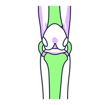 An illustration of a human knee joint is displayed in detail. The image shows the femur at the top, with its rounded end connecting to the tibia and fibula below. The patella is visible at the front of the joint, sitting in its groove. Ligaments such as the anterior cruciate ligament and posterior cruciate ligament are clearly defined, running diagonally across the joint. The menisci are depicted as two curved lines on either side of the joint, illustrating the cartilage structure. Detailed textures of the bones, ligaments, and cartilage are highlighted to convey the complexity of the knee joint anatomy.