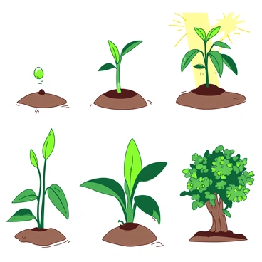 A series of illustrations showing the various stages of plant growth. The first image depicts a small seed buried in brown soil, with tiny white roots beginning to sprout. The second illustration shows a young green sprout breaking through the soil surface, with two small leaves unfurling. In the third stage, a taller green plant stands with several larger leaves, and sunlight is shining brightly above. The fourth depiction features a mature plant with abundant green foliage and flowers, emphasizing the vibrant leaves absorbing sunlight. In the final illustration, the plant is fully grown, showcasing clusters of bright flowers and mature leaves, with sunlight pouring down, highlighting the process of photosynthesis taking place. Each image uses a clear contrasting color scheme, with the foliage in one color and the soil or background in another.