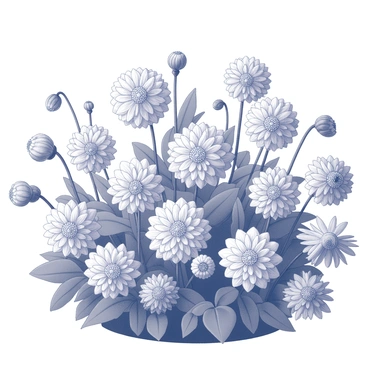Dahlia