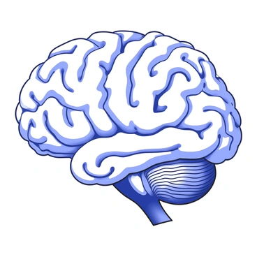 Prefrontal cortex