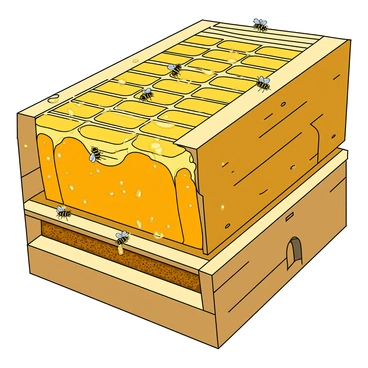 A detailed cross-section of a beehive showcasing its intricate structure. The hive is made of hexagonal wax cells filled with golden honey. The walls of the cells gleam under the light, revealing the smooth texture of the wax. Some cells contain capped honey while others are open, with droplets of honey glistening. Tiny bees can be seen working diligently, crawling on the honeycomb and tending to the larvae in the brood cells. The surrounding wall of the hive is made of natural wood, highlighting the layers of the hive’s architecture. The scene is vibrant, filled with the activity and life of the bee colony.