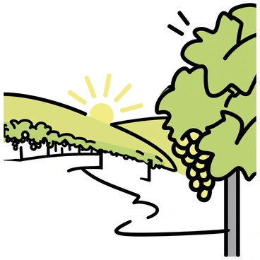 Sunlight filtering through grape leaves, illuminating the vineyard