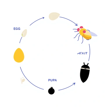 A circular diagram displaying the transformation phases of a fruit fly. The diagram is divided into several segments, each representing a distinct phase: an egg, a larva, a pupa, and an adult fruit fly. The egg segment is small and oval-shaped, colored light yellow. The larva segment shows a small, white maggot-like creature. The pupa segment features a darkening, capsule-like structure, while the adult fruit fly segment depicts a small, detailed fly with clear wings and vibrant red eyes. Each segment is labeled with a bold, clear font showing "Egg," "Larva," "Pupa," and "Adult." The background is simple to emphasize the diagram.