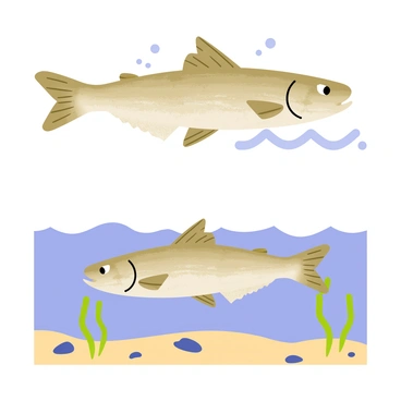 A halibut swimming gracefully in the water, shown in a side view perspective. The halibut has a flat, oval body with a brownish-green skin texture that features lighter speckles. Its fins are extended, and its eyes are located on the top side of its body, giving it a unique look. The background includes stylized waves and bubbles rising around the halibut. 

Next, the illustration transitions to a top view perspective of the same halibut. The top view showcases the halibut's wide, flat body and the detailed patterns on its skin. The fins are still visible, spread out against the blue water. The surrounding environment includes a sandy ocean floor with scattered pebbles and some underwater plants gently swaying in the current.