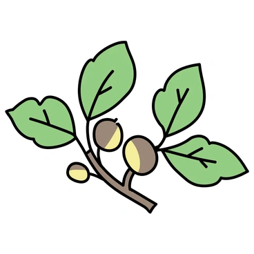 A close-up view of a buckeye tree branch. The branch features large, palmate leaves with five leaflets, exhibiting a rich green color. Among the leaves, there are several distinctive buckeye nuts, which are brown and shiny, each with a lighter tan patch on one side. The bark of the branch is textured and brown, adding depth to the composition. The image captures the intricate details of the leaves and nuts, emphasizing the unique characteristics of the buckeye tree.