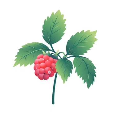 A single raspberry sprig with leaves and clusters of ripe berries