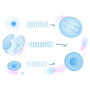 An illustration showcasing the different stages of mitosis. The first stage features a cell with a clearly defined nucleus, surrounded by chromatin. The second stage displays chromosomes lined up in the center of the cell, resembling an organized array. The third stage depicts the separation of the chromosomes, moving toward opposite sides of the cell. The fourth stage shows two distinct nuclei forming at each end of the cell. In the background, a subtle gradient of pastel colors enhances the visual appeal of the process. Each stage is labeled clearly for better understanding.