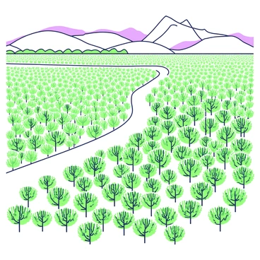 An overhead view showcases vast fennel fields creating intricate patterns across the landscape. The fields are divided into distinct sections, with the feathery green foliage of fennel plants clustered together. Some sections appear denser, while others are more sparse, enhancing the visual complexity. The patterns formed by the rows of fennel create a rhythmic sense of movement across the terrain. In the background, a gentle wave of rolling hills can be seen, complementing the geometry of the fields. A narrow dirt path winds through the fields, leading the eye through the lush arrangement of plants.