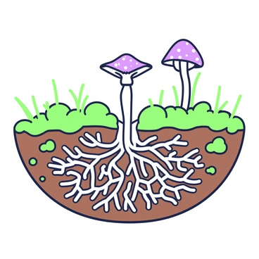 A time-lapse illustration depicts the growth and expansion of a mycelium network over the ground. In the center, there is a detailed view of a dense white mycelium weaving through the soil, with fine, intricate strands spreading outwards. Surrounding the mycelium, there are patches of rich brown earth, with small sprigs of green grass emerging at various points. Above the network, a few vibrant mushrooms are visible, standing tall as they emerge from the mycelium. The illustration captures the gradual spread of the network, showing sections that are denser and others that are just beginning to form.