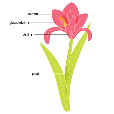 A vintage-style botanical illustration featuring a detailed gladiolus flower. The flower has long, slender green leaves and vibrant red petals that open in a cascading fashion. The illustration includes clear labels pointing out the different parts of the flower, such as the "stamen," "pistil," and "petal." The background is soft and muted to emphasize the flower's colors and details, creating a classic and educational look.