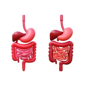 A side-by-side comparison of a human and an animal's digestive system