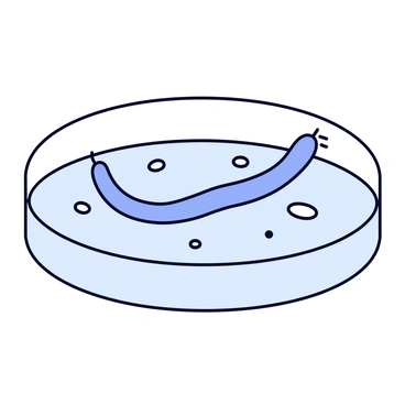 A nematode with a long, slender body is poised in a petri dish. The nematode is in motion, with its body curved as it navigates through the agar surface. Small, round microorganisms are scattered around the dish, some appearing as tiny dots and others resembling small, oval shapes. The petri dish has a clear, smooth surface, and the background is minimalistic to highlight the interaction between the nematode and the microorganisms.