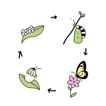 A vector panel displaying the "four stages of a butterfly's life cycle." The first stage shows a cluster of "small, round eggs" on a green leaf. The second stage depicts a "caterpillar" with distinct stripes, crawling on the same leaf. The third stage features a "pupa or chrysalis," hanging from a branch, with a smooth, shiny surface. The final stage illustrates a "colorful butterfly," with open wings perched on a vibrant flower. Each stage is clearly separated yet visually connected within the panel.