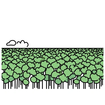 A vast field of green sweet bean plants, with tall, slender stalks and broad leaves, stretching towards the horizon. The plants are densely packed, creating a lush carpet of foliage that appears to sway gently in the breeze. The sky above is clear and bright, enhancing the vibrant green of the plants. In the distance, the horizon blends seamlessly with a few soft, fluffy clouds.