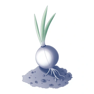 An illustration depicting a crocus bulb positioned just beneath the soil surface. The bulb is round and slightly tapered at the bottom, with a firm texture. Visible roots extend downwards into the soil, branching out in multiple directions. Green shoots emerge from the top of the bulb, reaching upwards through the soil. The surrounding soil is textured, with small irregularities and possibly a few pebbles scattered throughout. The overall composition emphasizes the relationship between the bulb, roots, and shoots beneath the surface.