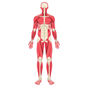 A detailed anatomy illustration featuring a human body in an upright position. The illustration highlights the major muscles in shades of red, showcasing their structure and placement. The bones are depicted in a light gray color, clearly defined and visible beneath the muscle layer. The illustration includes labels for key muscle groups and bones to enhance understanding. Each muscle is shown with intricate detail, displaying striations and attachments, while the skeletal structure is accurately represented to provide a comprehensive view of human anatomy.