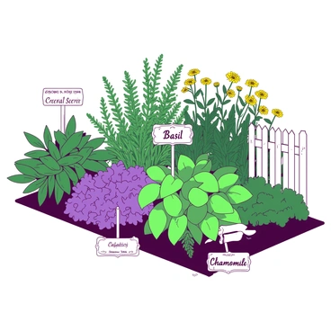 A vibrant duotone illustration depicts a neatly organized Victorian herb garden. The garden is filled with various herbs, each distinguishable by small labels elegantly placed beside them. The labels feature the plant's name and its use in ornate script. In the foreground, a row of green basil plants stands next to a cluster of purple sage. The background includes tall green rosemary and yellow chamomile flowers, creating a harmonious arrangement. The garden is bordered by a white picket fence, adding to the Victorian charm.