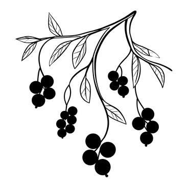 A detailed black-and-white illustration of clusters of elderberries hanging from delicate branches. The branches are adorned with intricate leaves, and some berries are grouped closely together while others appear slightly separated. The background features a subtle texture that adds depth to the overall composition.