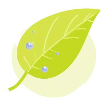 A green leaf with several glistening raindrops resting on its surface.