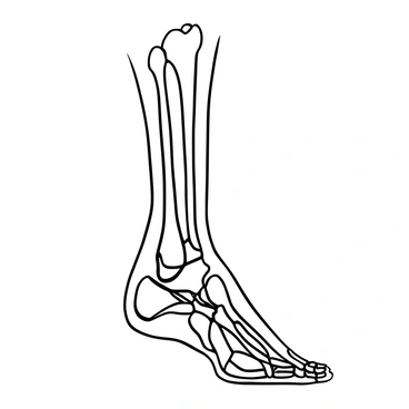 An illustration of the bones and ligaments in the human ankle, demonstrating its complexity.