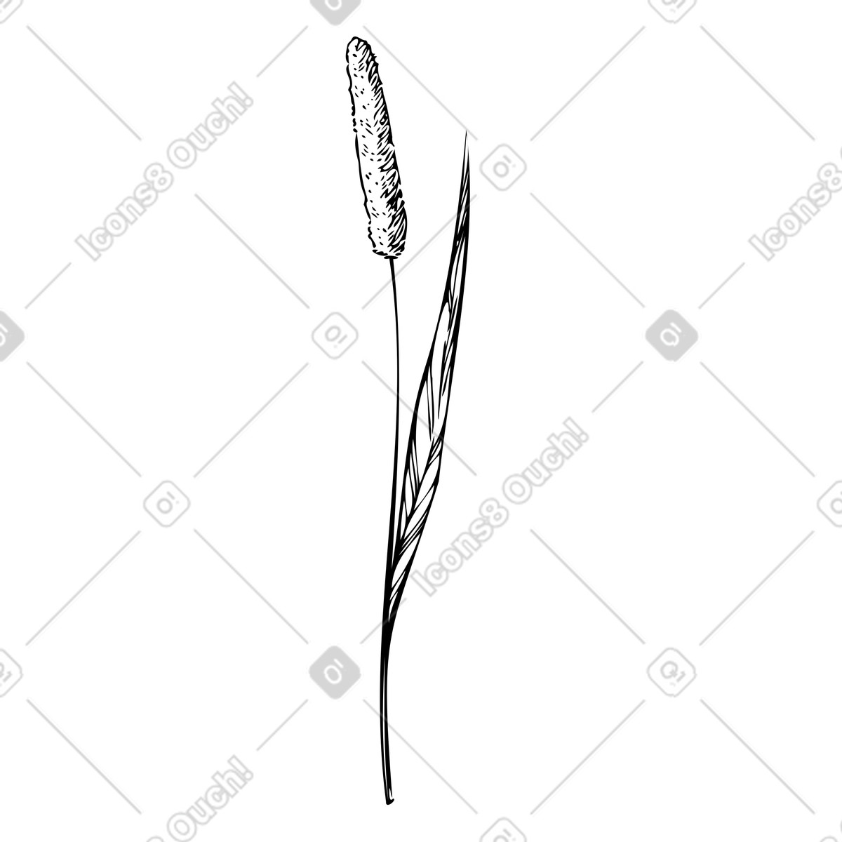 Illustration Plante de fléole des prés dans le style Experimental à télécharger aux formats PNG, SVG