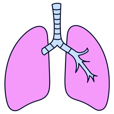 A detailed illustration of the human respiratory system. The image features two lungs, shaped like large, spongy organs, with a texture that indicates their porous nature. The trachea is depicted as a tube leading down from the throat, branching into the right and left bronchi, which extend into each lung. The bronchi further divide into smaller bronchioles, which connect to tiny air sacs known as alveoli. The entire structure is labeled with clear annotations for each component, ensuring clarity in understanding the pathways of air in the respiratory system.