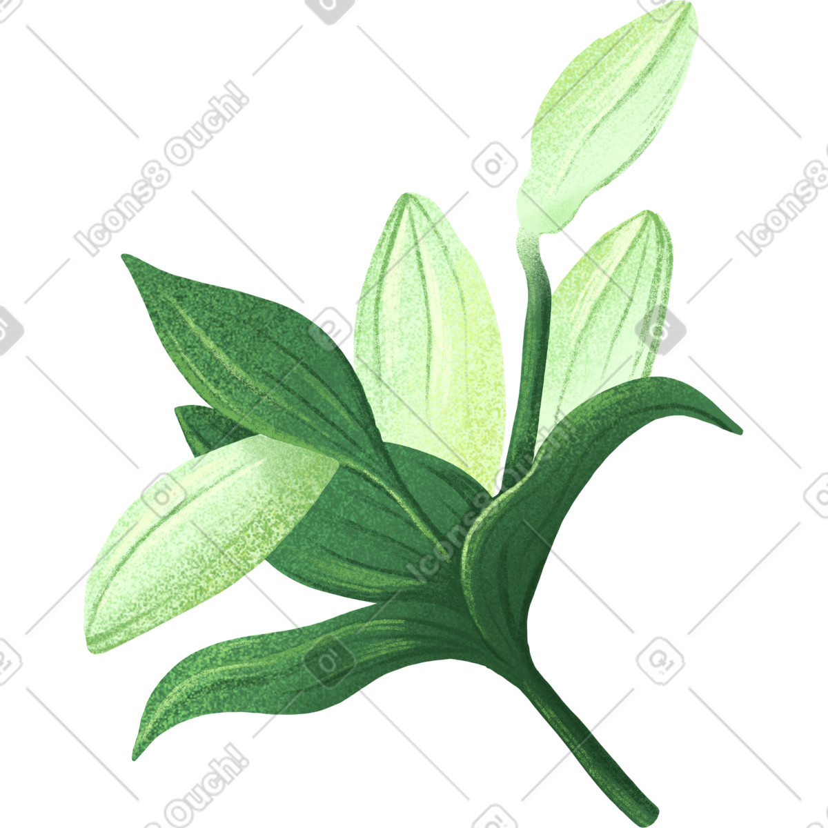 Floral スタイルの Four white lily buds with leaves のイラストをPNG、SVG形式でダウンロード