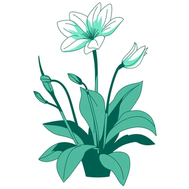 A teal moonflower plant is shown in a detailed botanical sketch, displaying various stages of bloom. The plant has long green stems with lush, broad leaves surrounding the blooms. At the base, there are tightly closed buds, transitioning to partially opened blossoms, revealing delicate, white petals. In the center, a fully opened moonflower showcases its stunning, wide, star-shaped form, with a faint glow around its edges. Each stage of bloom is carefully illustrated, highlighting the smooth texture of the petals and the rich green of the leaves.