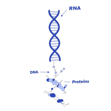 An illustration depicting the process of gene expression. At the top, a double helix structure of "DNA" is shown, with each strand featuring base pairs. Emerging from the DNA, a single strand of "RNA" is being transcribed, with arrows indicating the direction of transcription. Below the RNA, a series of ribosomes are depicted, translating the RNA into a sequence of "proteins." The proteins are represented as chains of amino acids, with some chains folding into specific shapes. There are labels for each component: "DNA," "RNA," and "Proteins," clearly identifying them within the illustration.