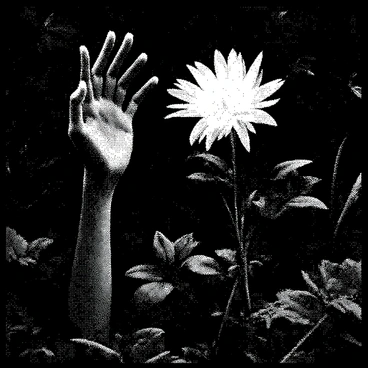 A decayed zombie hand with ragged skin is partially emerging from the soil. It has long, bony fingers stretched toward a glowing flower. The flower has intricate petals that seem to radiate light, casting an ethereal glow in the dim surroundings. The garden is filled with dense, dark foliage, and various shapes of leaves surround the flower, highlighting its prominence. The atmosphere suggests an otherworldly charm, with shadows and light interacting around the hand and flower.