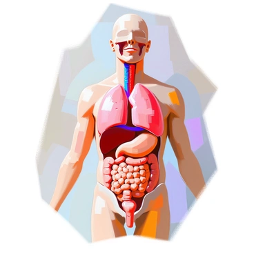 An illustration of the human body, displayed in a frontal view, showcasing the internal organs with clear labels. The body is anatomically accurate, with prominent features such as the "liver" colored in a deep shade and located in the upper right abdomen. The "lungs" are depicted on either side of the chest, highlighted in a light color, showing their distinct structure. Other internal organs are also labeled, such as the "heart" in the center of the chest, and the "stomach" below the rib cage. The spinal column runs down the back, providing a complete view of the body's structure.