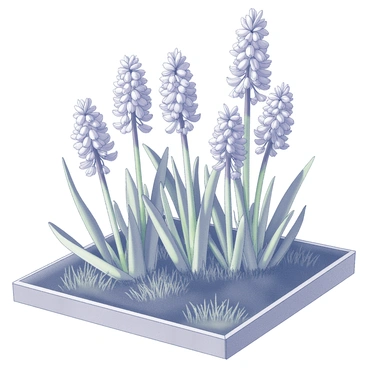 Hyacinth