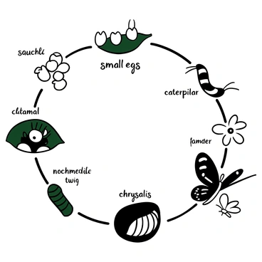A detailed black-and-white illustration depicting the life cycle of a butterfly. The first segment shows a cluster of "small eggs" laid on a green leaf. The second segment illustrates a "caterpillar" emerging from one of the eggs, crawling on the leaf. The third segment captures the "caterpillar" in the midst of feeding on the leaf. The fourth segment displays the "caterpillar" attached to a twig, undergoing metamorphosis inside a "chrysalis." The final segment depicts a fully formed "adult butterfly" with its wings spread open, resting on a flower. Each stage is clearly labeled with its respective title.