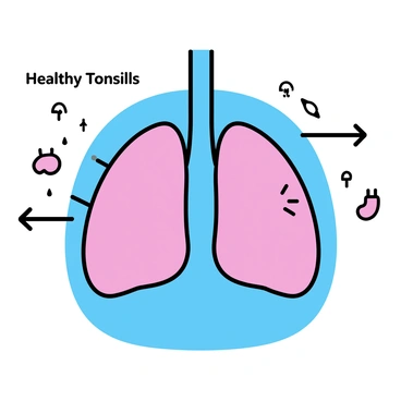An illustration showing how healthy tonsils contribute to the body's immune system.
